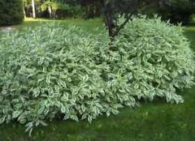 Siberi kontpuu 'Elegantissima' 60-80 cm