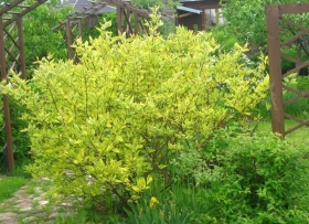 Siberi kontpuu 'Gouchaultii' 60 cm