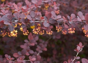 Thunbergi kukerpuu 'Atropurpurea'
