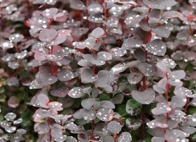 Thunbergi kukerpuu 'Chocolate Summer'