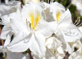 Rododendron 'Oxydol'