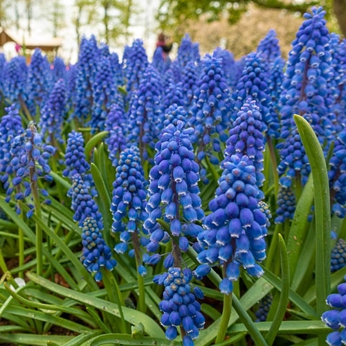 Muscari armeniacum<br /><br /><p>Foto on illustratiivne.</p>