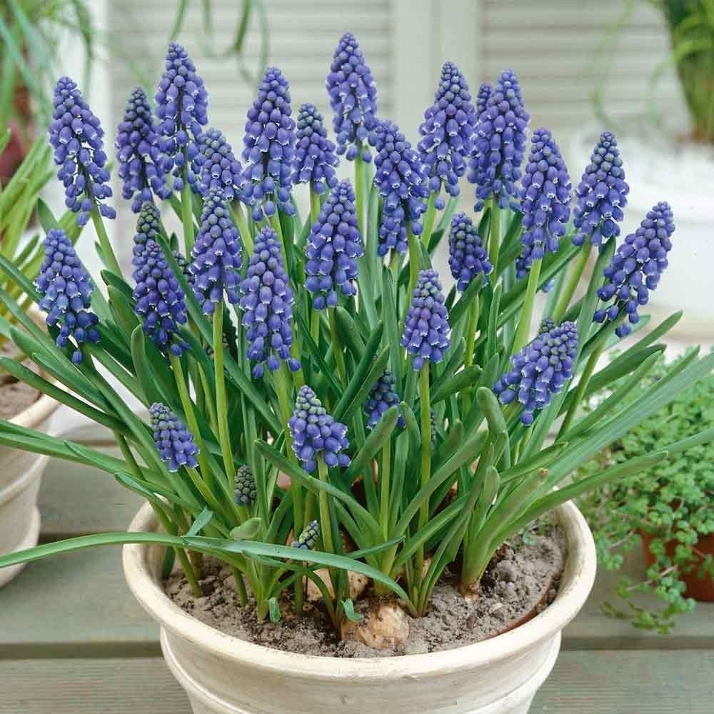 Muscari armeniacum<br /><br /><p>Foto on illustratiivne.</p>