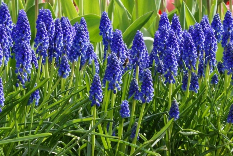 Muscari armeniacum<br /><br /><p>Foto on illustratiivne.</p>