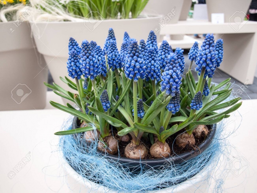 Muscari armeniacum<br /><br /><p>Foto on illustratiivne.</p>