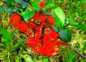 Kaunis ebaküdoonia 'Etna'