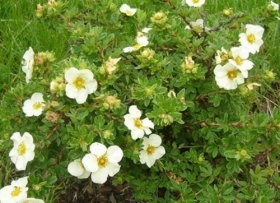 Põõsasmaran 'McKay's White'