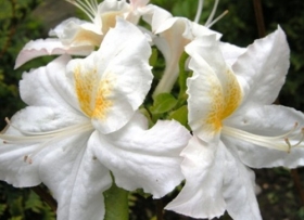 Rododendron 'Oxydol' 2l