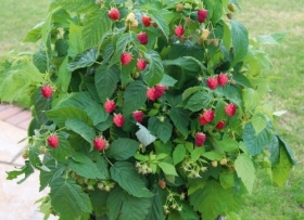 Harilik vaarikas 'Summer Lovers® Patio Red'