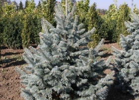 Mäginulg 'Argentea'