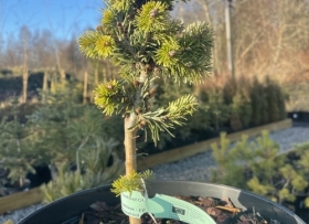 Siberi nulg 'Russian Pearl'
