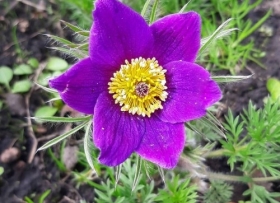Harilik karukell 'Pinwheel Blue Violet'