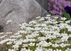 Arendsi kivirik 'Alba'