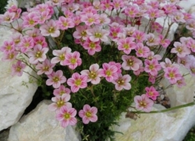 Arendsi kivirik 'Alpino Pink'