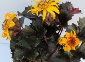 Hambuline kobarpea 'Pandora'