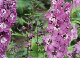 Kukekannus 'M F Lilac Pink White Bee'