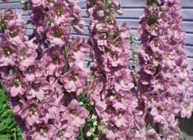 Kukekannus 'Pacific Astolat'