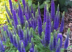 Kassisaba 'Royal Candles'