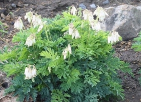 Murtudsüda 'Ivory Hearts'