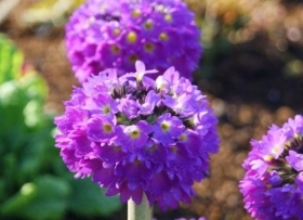 Hambulislehine priimula 'Prom Lilac'