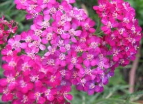 Harilik raudrohi 'Lilac Beauty'