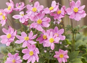 Jaapani ülane 'Alando® Pink