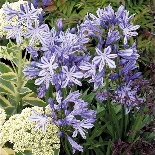 Agapanthus africanus 'Charlotte'<br /><br /><p>Foto on illustratiivne.</p>