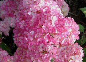 Aedhortensia 'Pink and Rose'