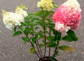 Aedhortensia 'Pinky Promise'