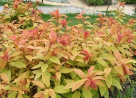 Jaapani enelas 'Little Flame'