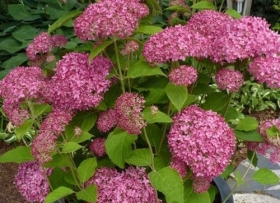 Puishortensia 'Invincibelle Spirit'